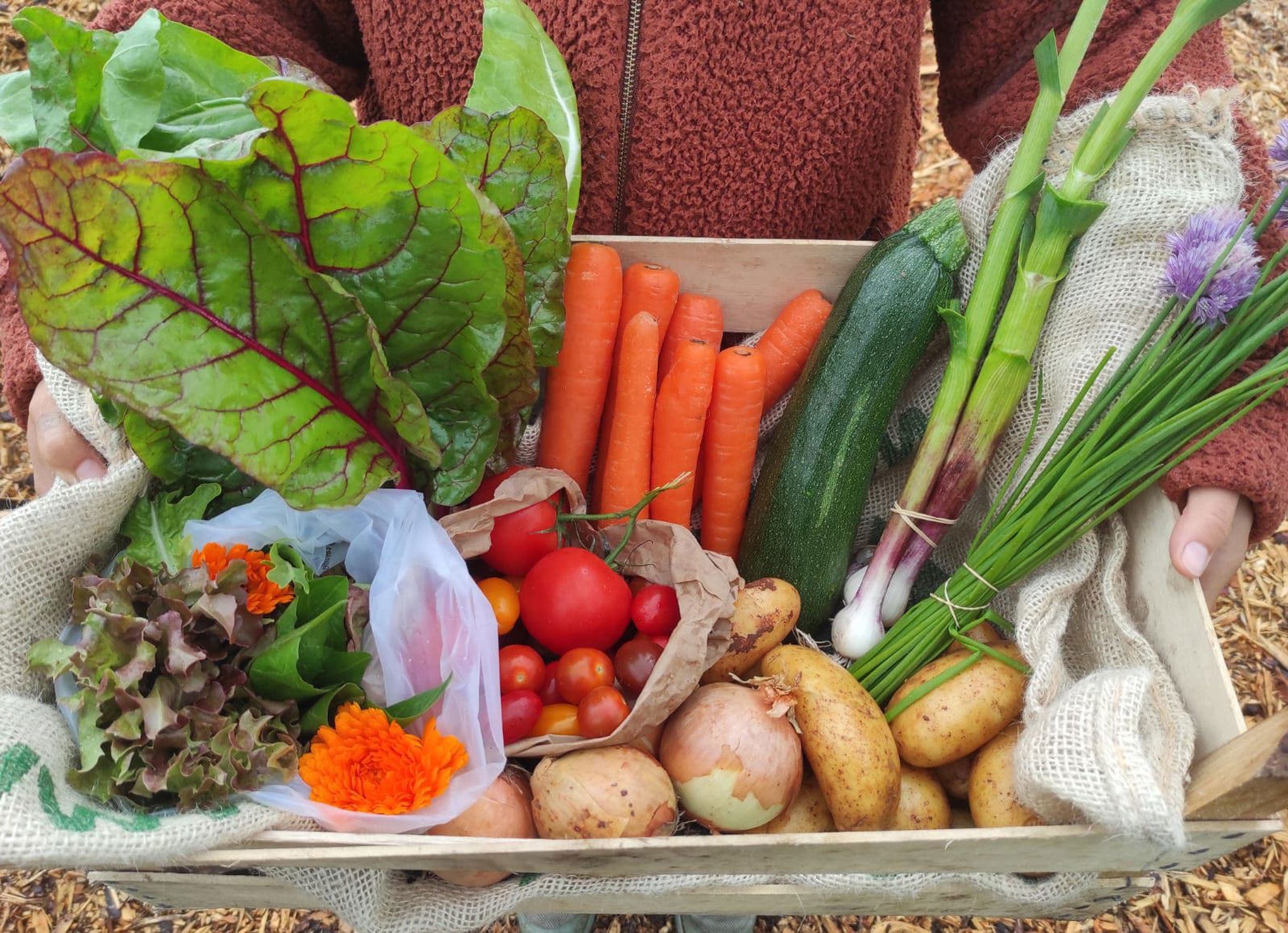 Medium Organic Full Season Veg Box