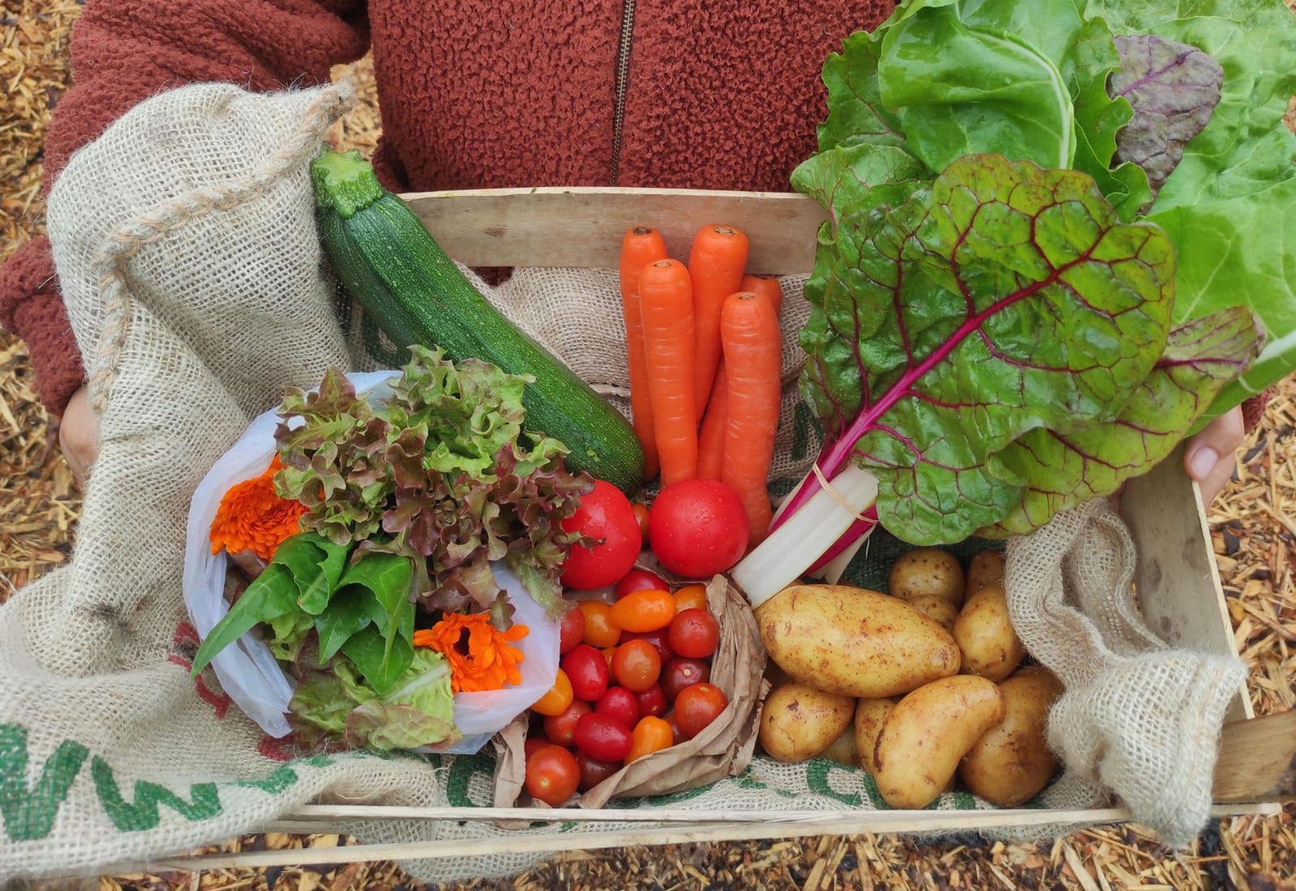 Small Organic Full Season Veg Box