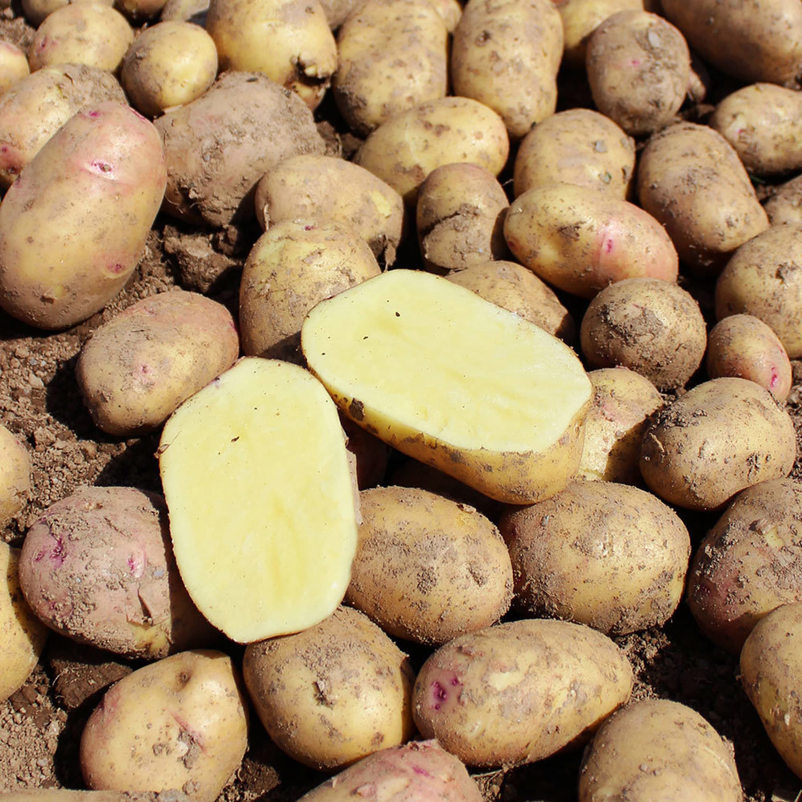 Image of the product